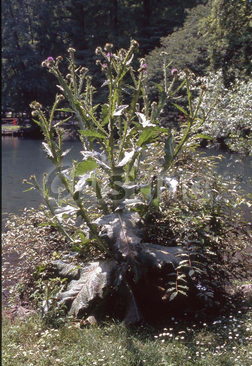 Onopordum acanthinum